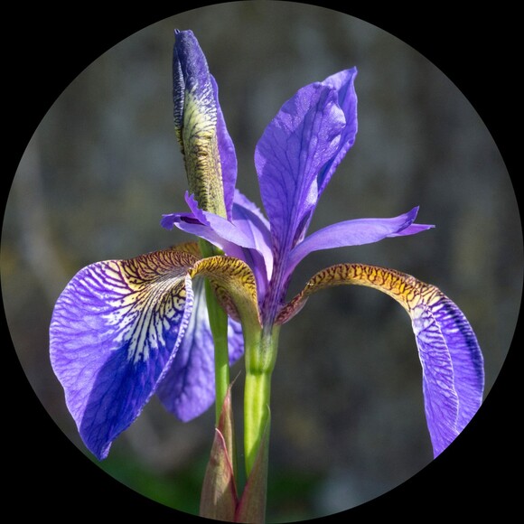 irismontesquieu
